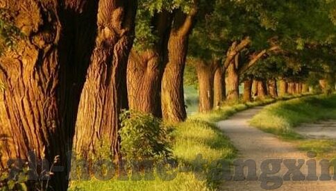 免费观看麻豆91-免费观看麻豆91，一场关于内容消费与信息透明的对话